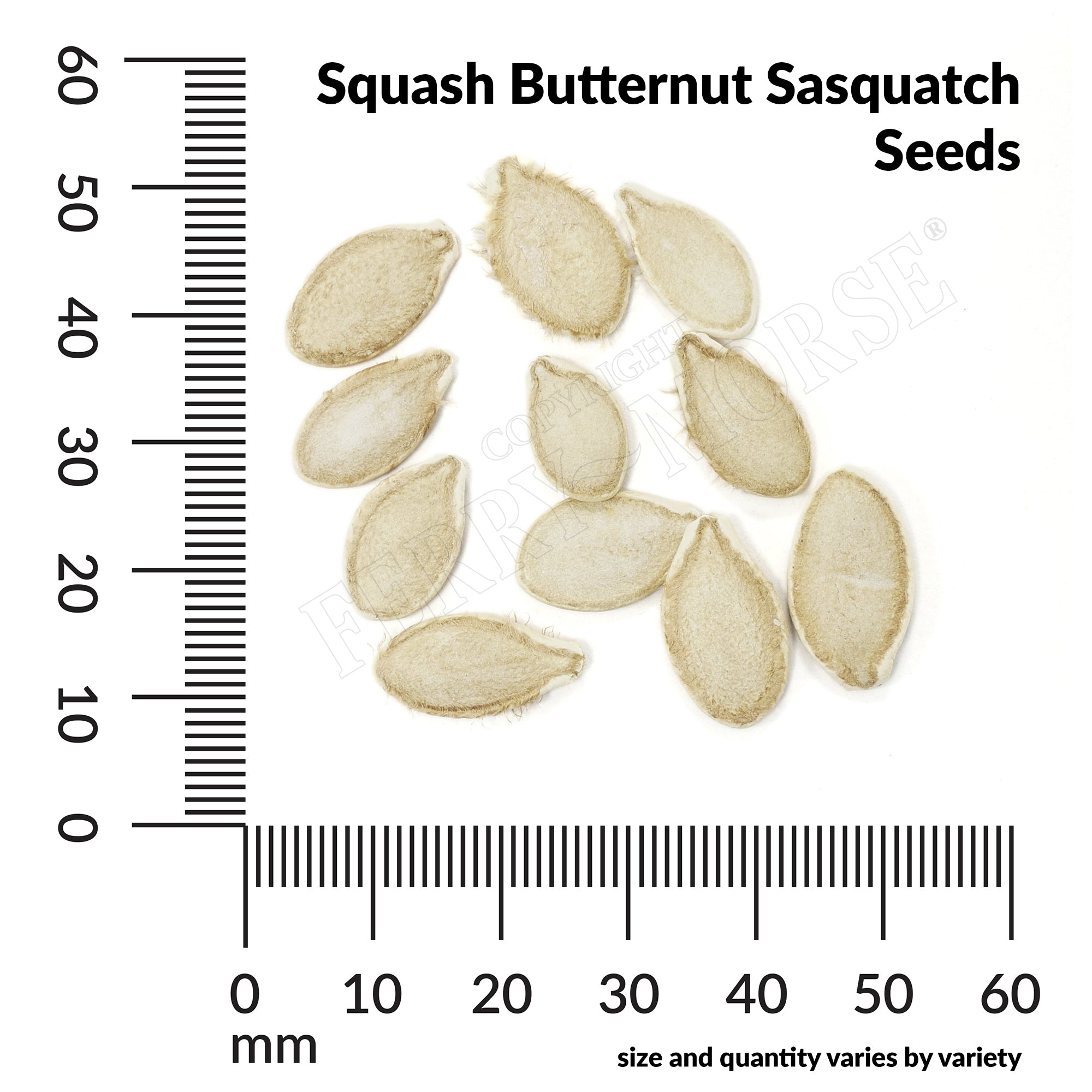 Squash butternut sasquatch seed spill and measurement